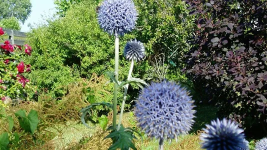 Værelser i Kastrup - billede 4