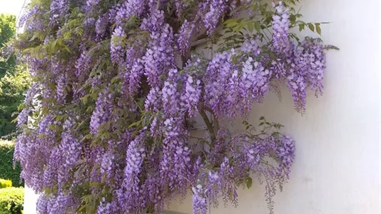 Værelser i Virum - billede 1