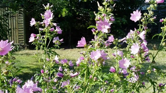 Værelser i Kastrup - billede 9