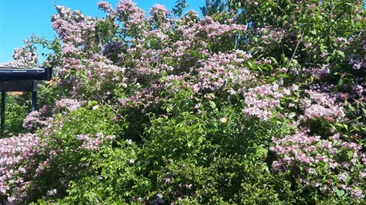 Værelser i Kastrup - billede 5