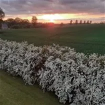 Pia søger: hus til leje i Odense, Marslev eller Kerteminde m.fl. 